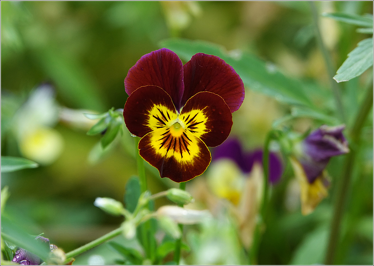 Image of Viola wittrockiana specimen.