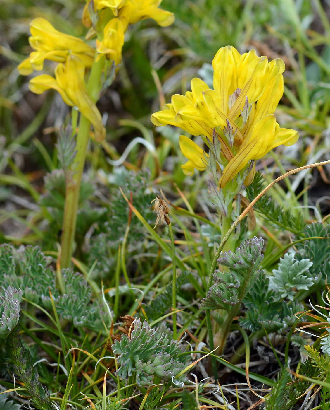 Image of Corydalis gortschakovii specimen.