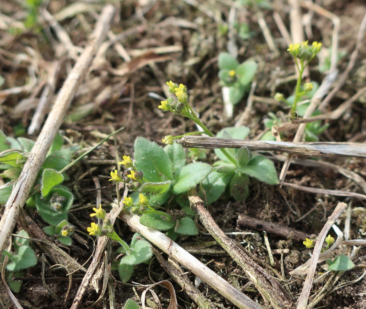 Изображение особи Draba nemorosa.