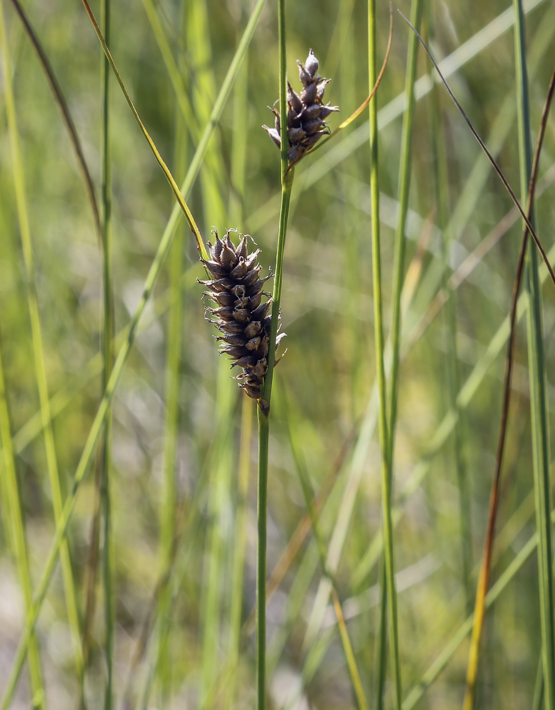 Изображение особи Carex lasiocarpa.