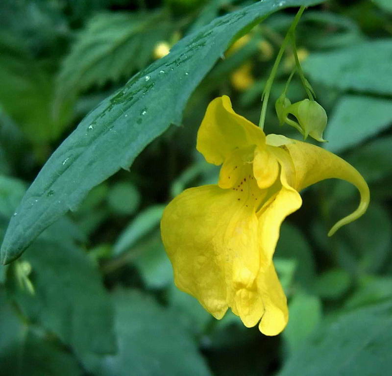 Image of Impatiens noli-tangere specimen.