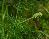 Adonis vernalis. Верхушка побега с плодом. Республика Башкортостан, Белокатайский р-н, Белянковский сельсовет, окр. дер. Перевоз, долина р. Уфа, склон Тимофеева Камня, сосновый бор. 2 июля 2022 г.