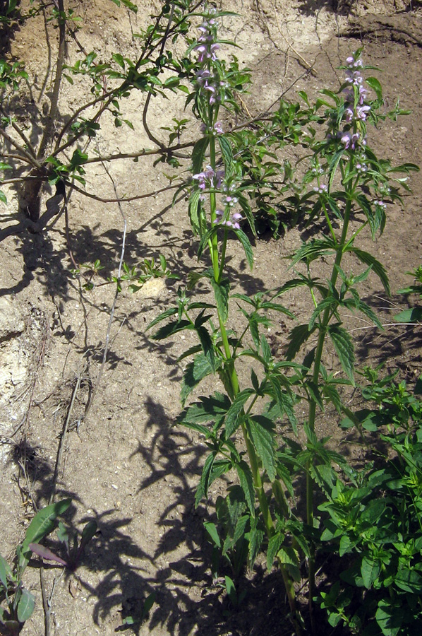 Image of Stachyopsis oblongata specimen.