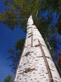Populus tremula