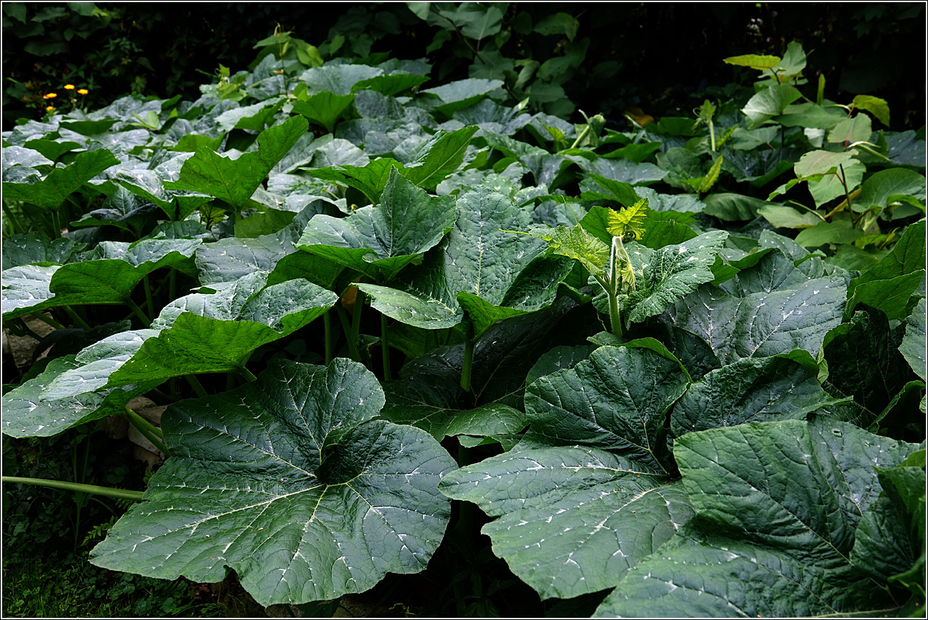 Image of Cucurbita pepo specimen.