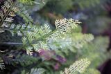 genus Asplenium. Вайя. Китай, провинция Гуанси, Цзиньсю Яоский автономный округ, национальный парк \"Lianhuashan\". 05.03.2014.