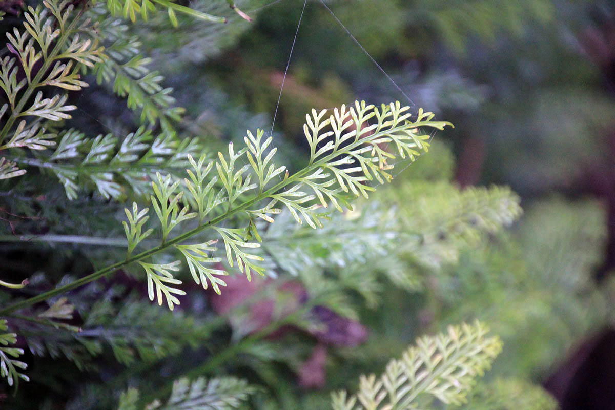 Image of genus Asplenium specimen.