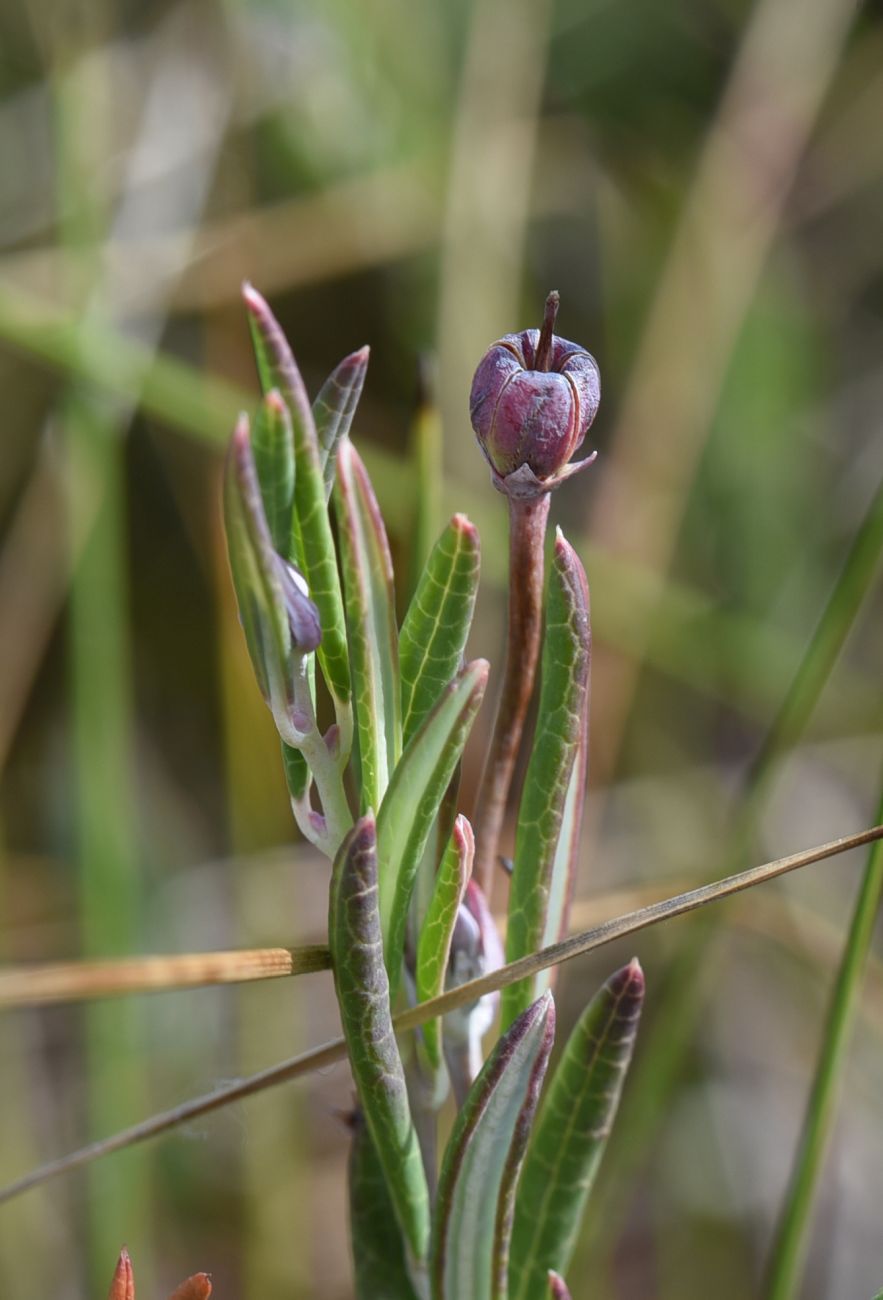 Изображение особи Andromeda polifolia.