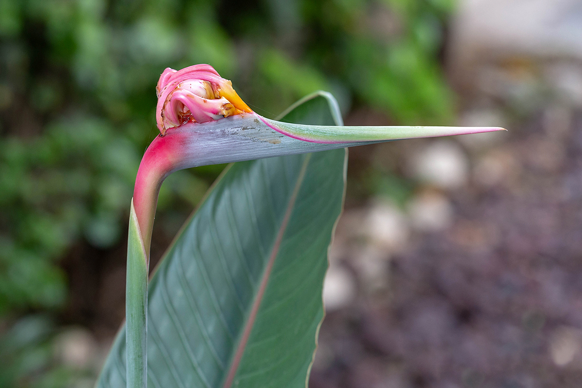 Image of Strelitzia reginae specimen.