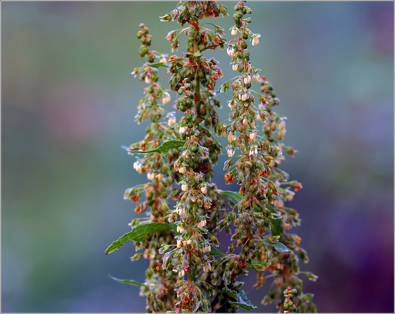 Image of Rumex sylvestris specimen.