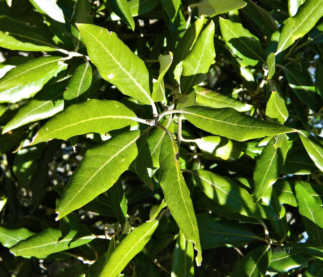 Изображение особи Quercus ilex.