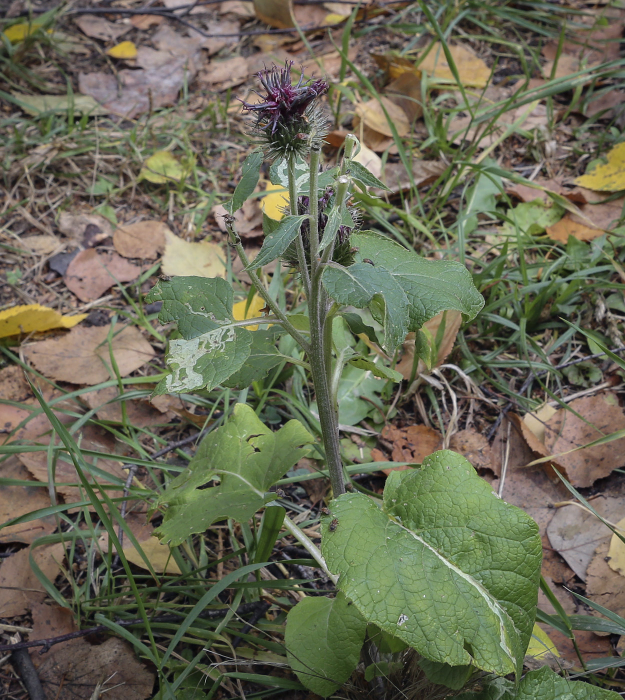 Image of genus Arctium specimen.