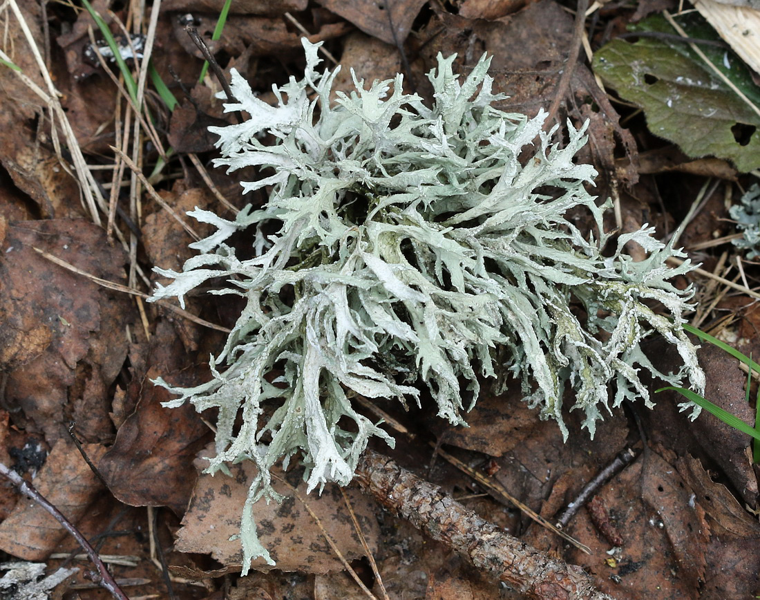 Изображение особи Evernia prunastri.