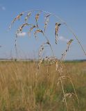 Festuca arundinacea. Соплодия на верхушках засохших и отмерших побегов. Ульяновская обл., Мелекесский р-н, окр. с. Приморское, солоноватый луг в пойме старицы. 07.08.2022.