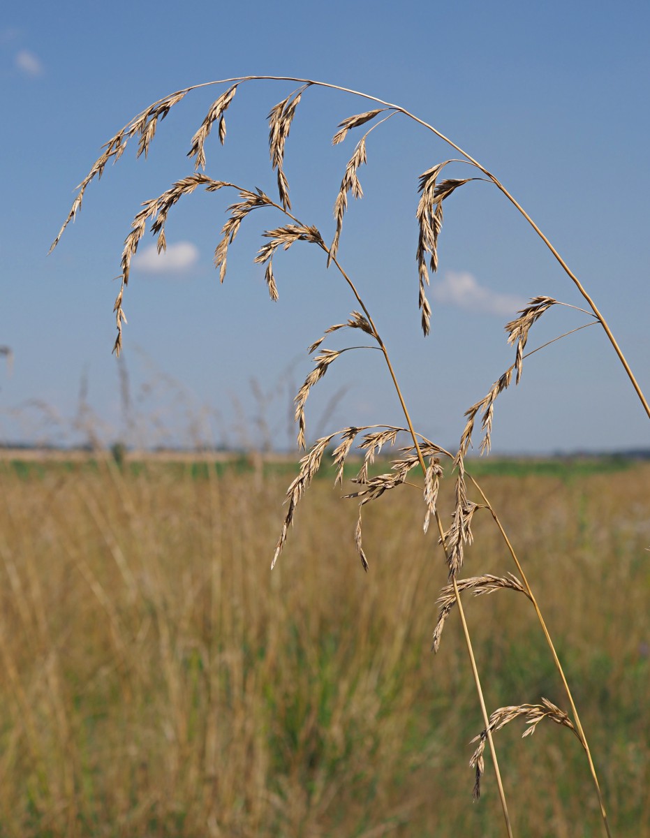 Image of Festuca arundinacea specimen.