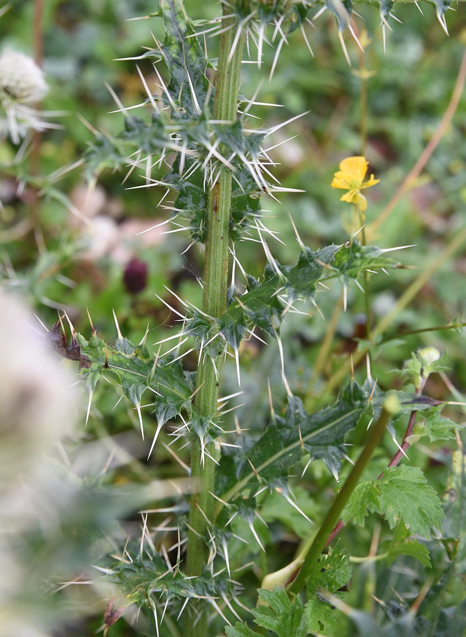 Image of Cirsium echinus specimen.