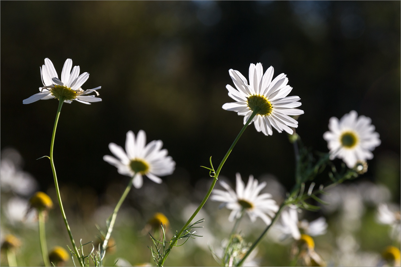 Изображение особи Tripleurospermum inodorum.