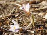 Crocus reticulatus. Цветущее растение. ДНР, г. Донецк, Кировский р-н, балка Бирючья, левый склон, опушка лиственного лесного насаждения. 06.03.2023.