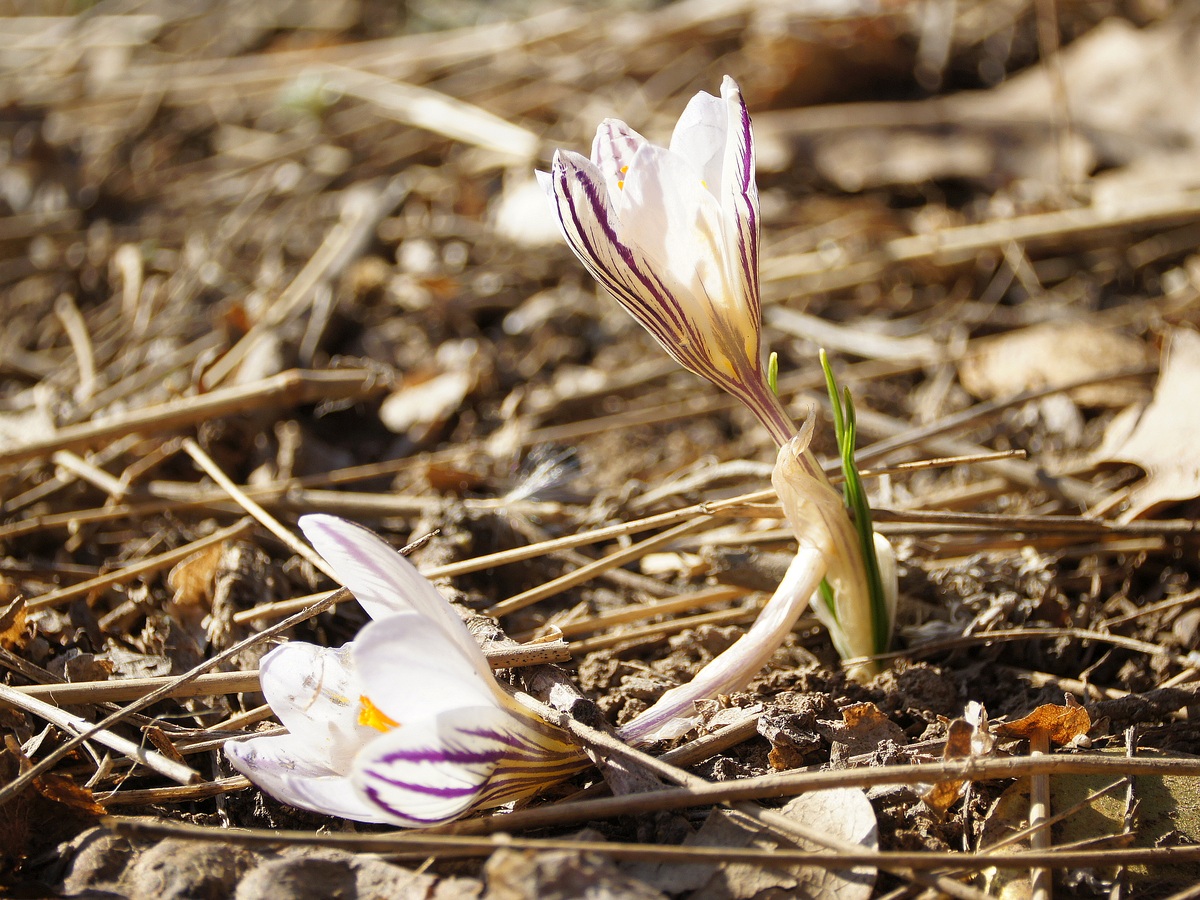 Изображение особи Crocus reticulatus.