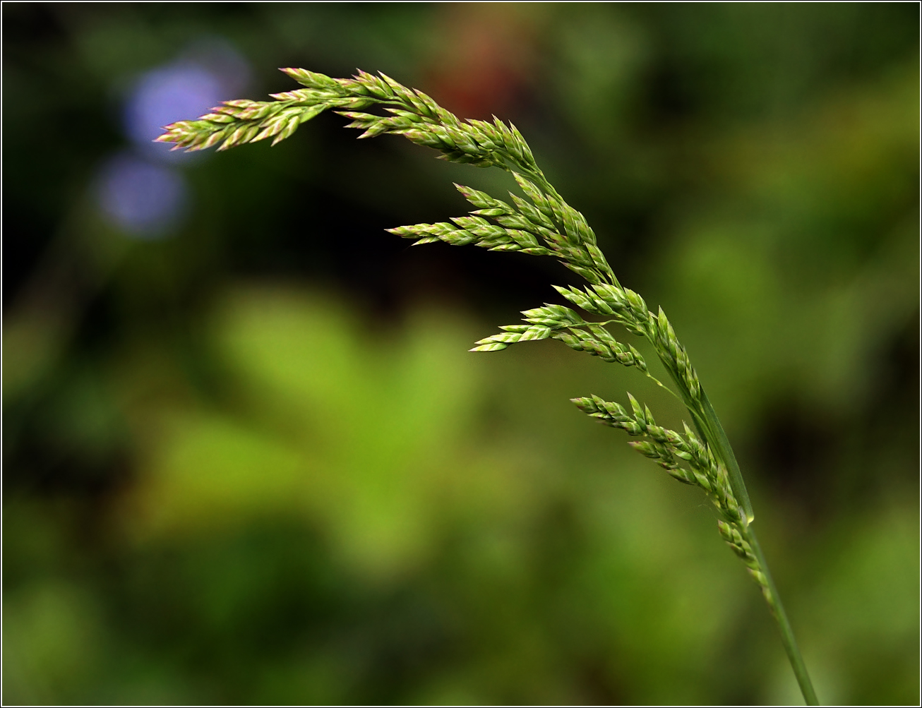 Изображение особи Poa pratensis.