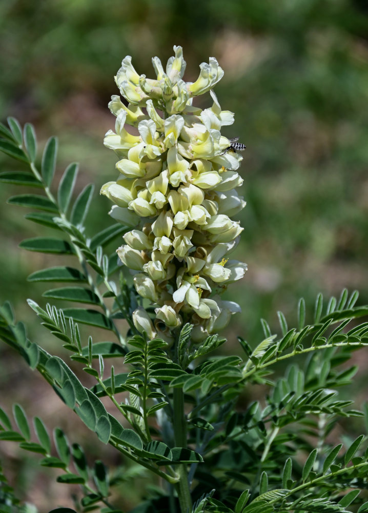 Image of Pseudosophora alopecuroides specimen.