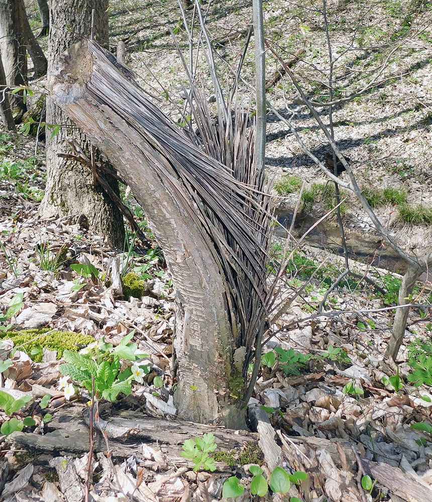 Изображение особи Carpinus betulus.