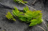 Polygonatum humile