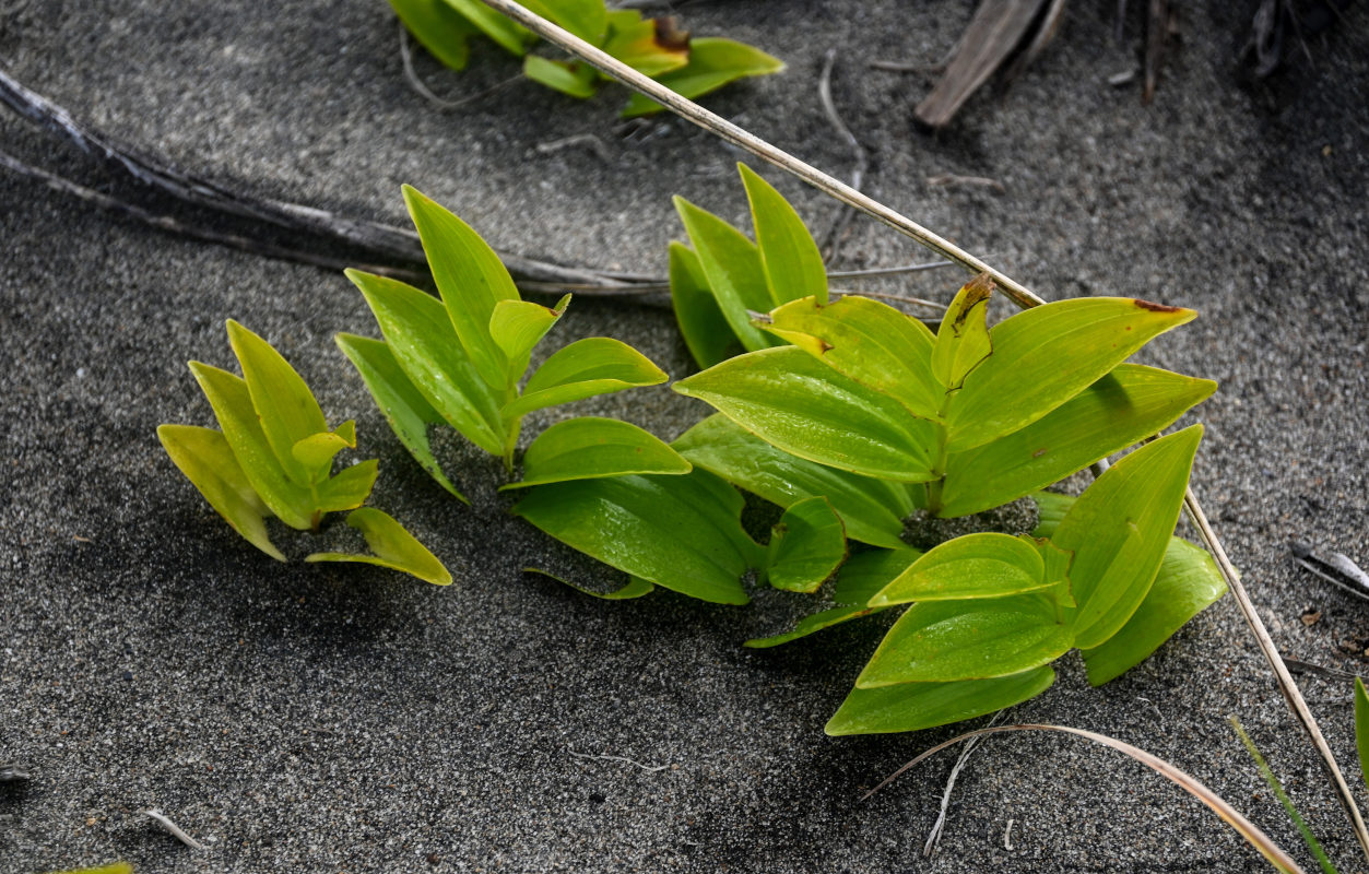 Изображение особи Polygonatum humile.