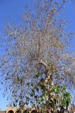 Ficus religiosa. Часть кроны плодоносящего дерева. Египет, мухафаза Асуан, г. Асуан, в культуре. 03.05.2023.