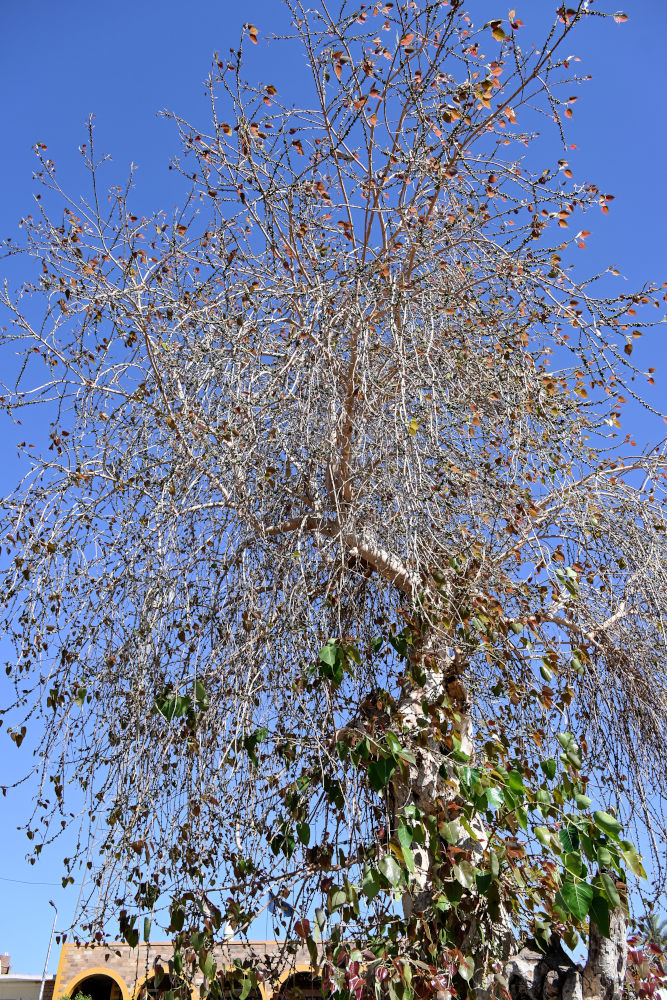 Изображение особи Ficus religiosa.