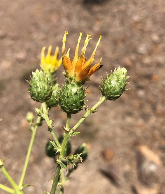 Изображение особи Cousinia pentacantha.