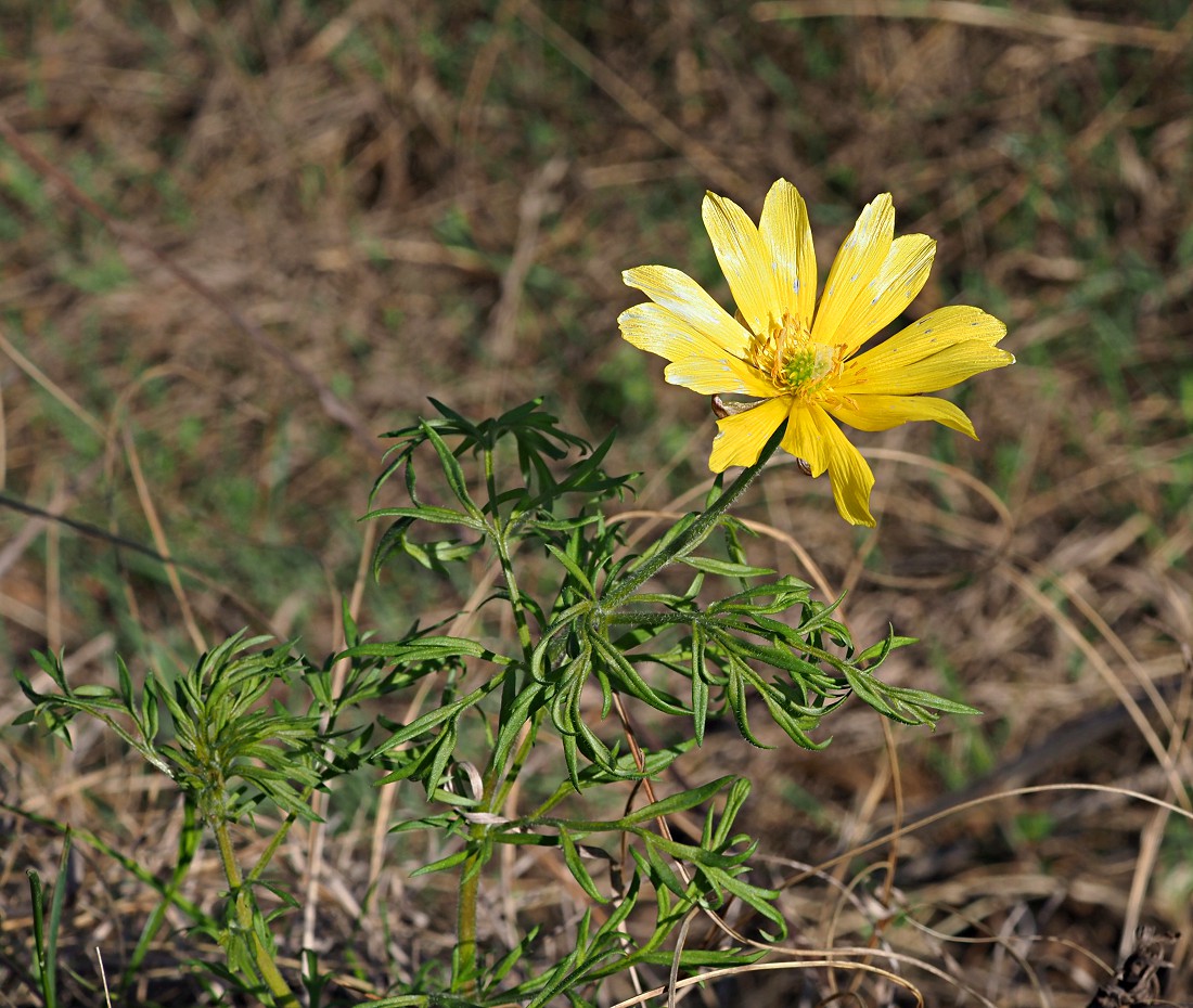 Image of Adonis volgensis specimen.
