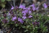 Thymus bashkiriensis
