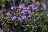 Thymus bashkiriensis. Побеги с соцветиями. Челябинская обл., Кыштымский городской округ, оз. Сугомак, северный берег, вершина Голой Сопки, остепнённый участок. 3 июля 2023 г.