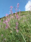 Astragalus macropterus. Побеги с соцветиями. Казахстан, Восточно-Казахстанская обл., Калбинский Алтай, окр. пер. Таргын, склон вост. экспозиции, степь на мелкозёме. 22 июня 2023 г.