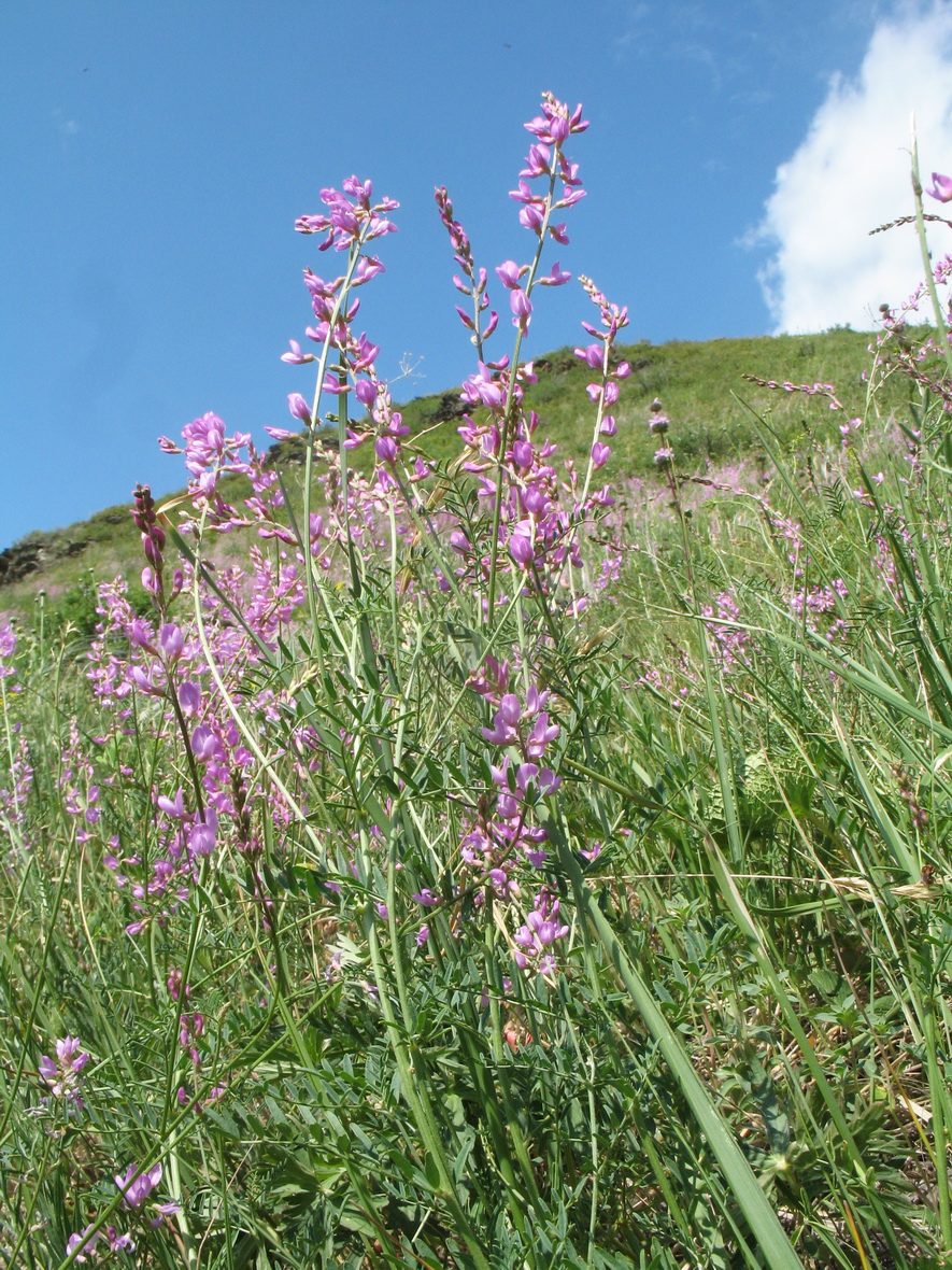 Изображение особи Astragalus macropterus.