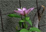 Clematis &times; jackmanii