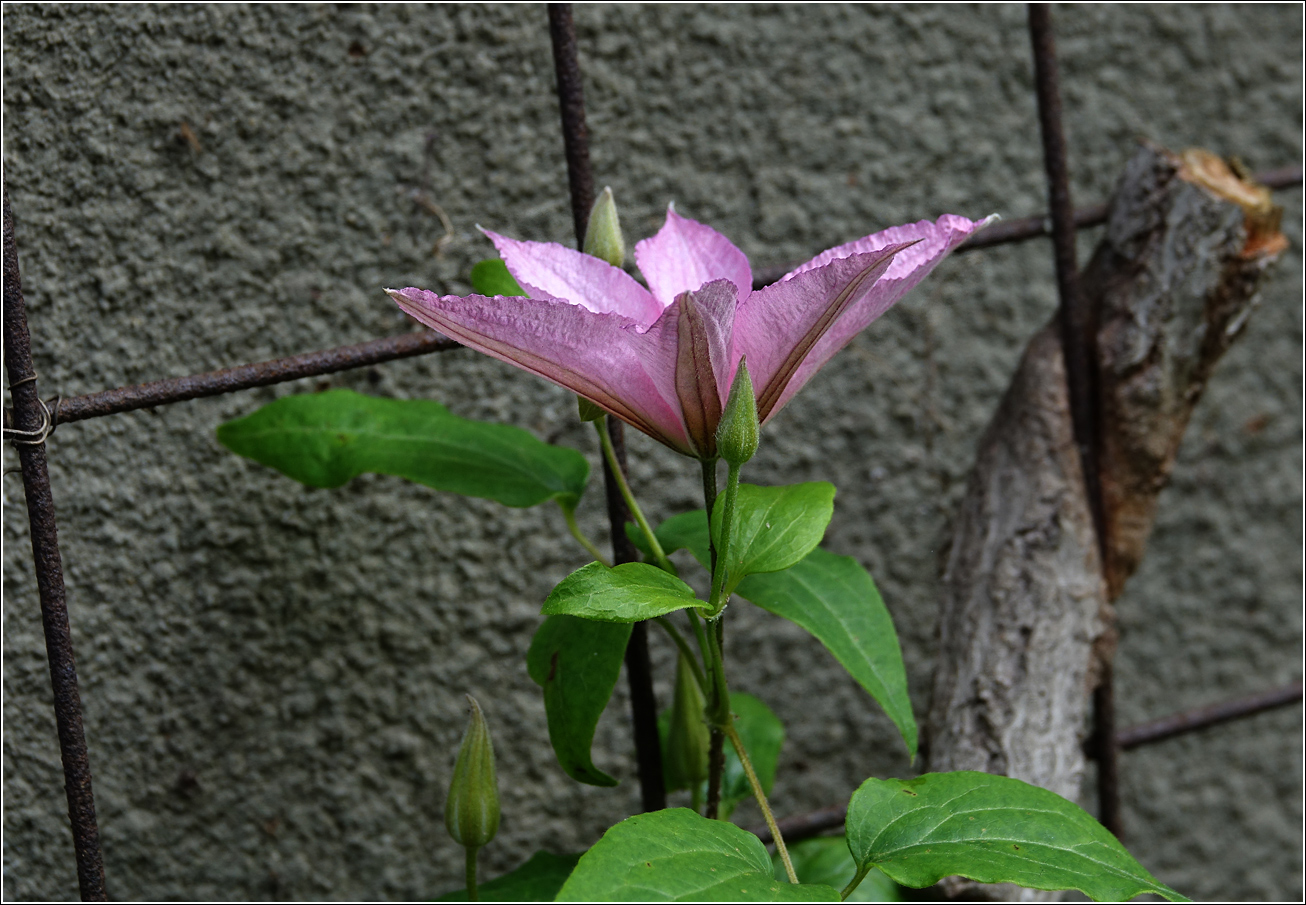 Изображение особи Clematis &times; jackmanii.