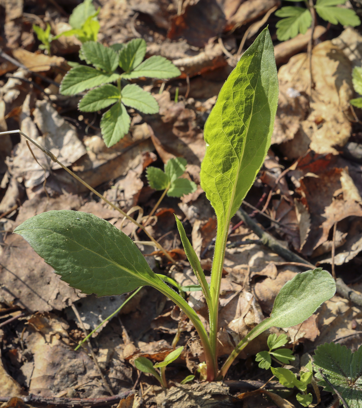 Изображение особи Solidago virgaurea.