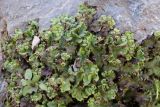 Marchantia polymorpha. Таллом с выводковыми корзинками. Узбекистан, Джизакская обл., хр. Нуратау, Нуратинский заповедник, верховье ур. Хаятсай, сырые скалы у родника, около 1700 м н.у.м.