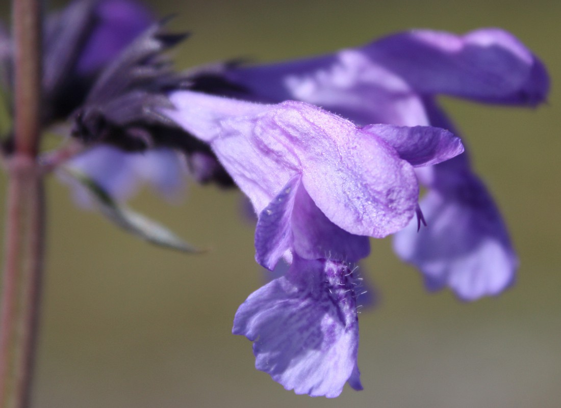 Image of Nepeta sibirica specimen.