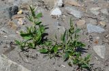 Atriplex subcordata. Плодоносящие растения. Сахалин, Макаровский гор. округ, бухта Тихая, каменисто-песчаный пляж. 12.08.2023.