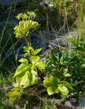 Ligusticum scoticum. Плодоносящее растение. Белое море, Онежская губа, Поморский берег, окр. дер. Унежмы, приморский луг. Август 2015 г.