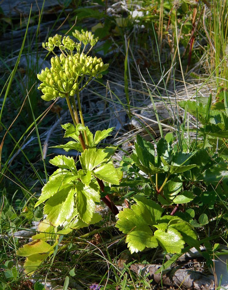 Изображение особи Ligusticum scoticum.