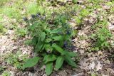 Pulmonaria mollis