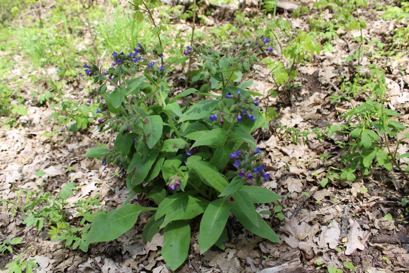 Image of Pulmonaria mollis specimen.