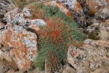 Ephedra monosperma