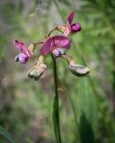 Lathyrus sylvestris. Соцветие. Пермский край, г. Пермь, Ленинский р-н, станция Блочная, берма насыпи. 18.06.2023.