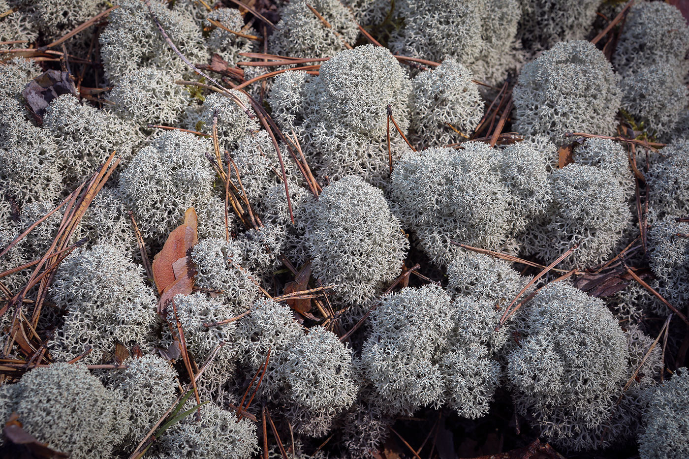 Image of Cladonia stellaris specimen.