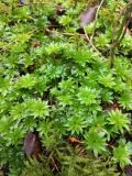 Rhodobryum roseum